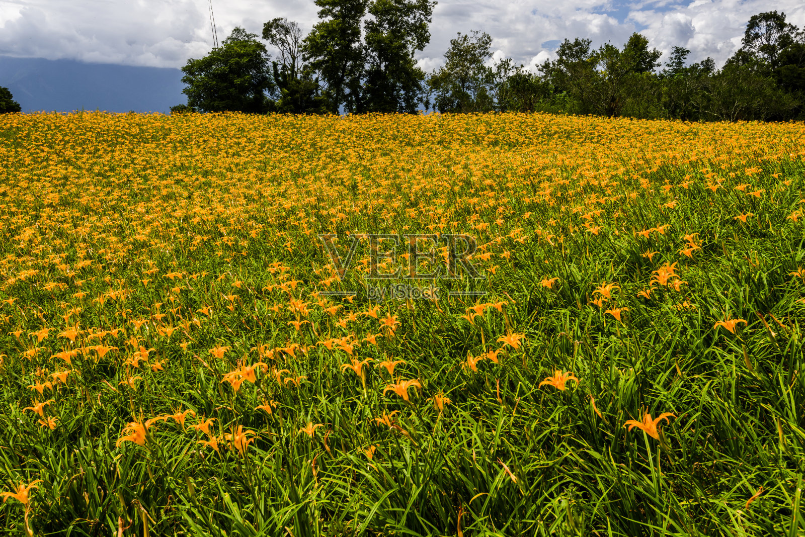 山坡上美丽的萱草花照片摄影图片