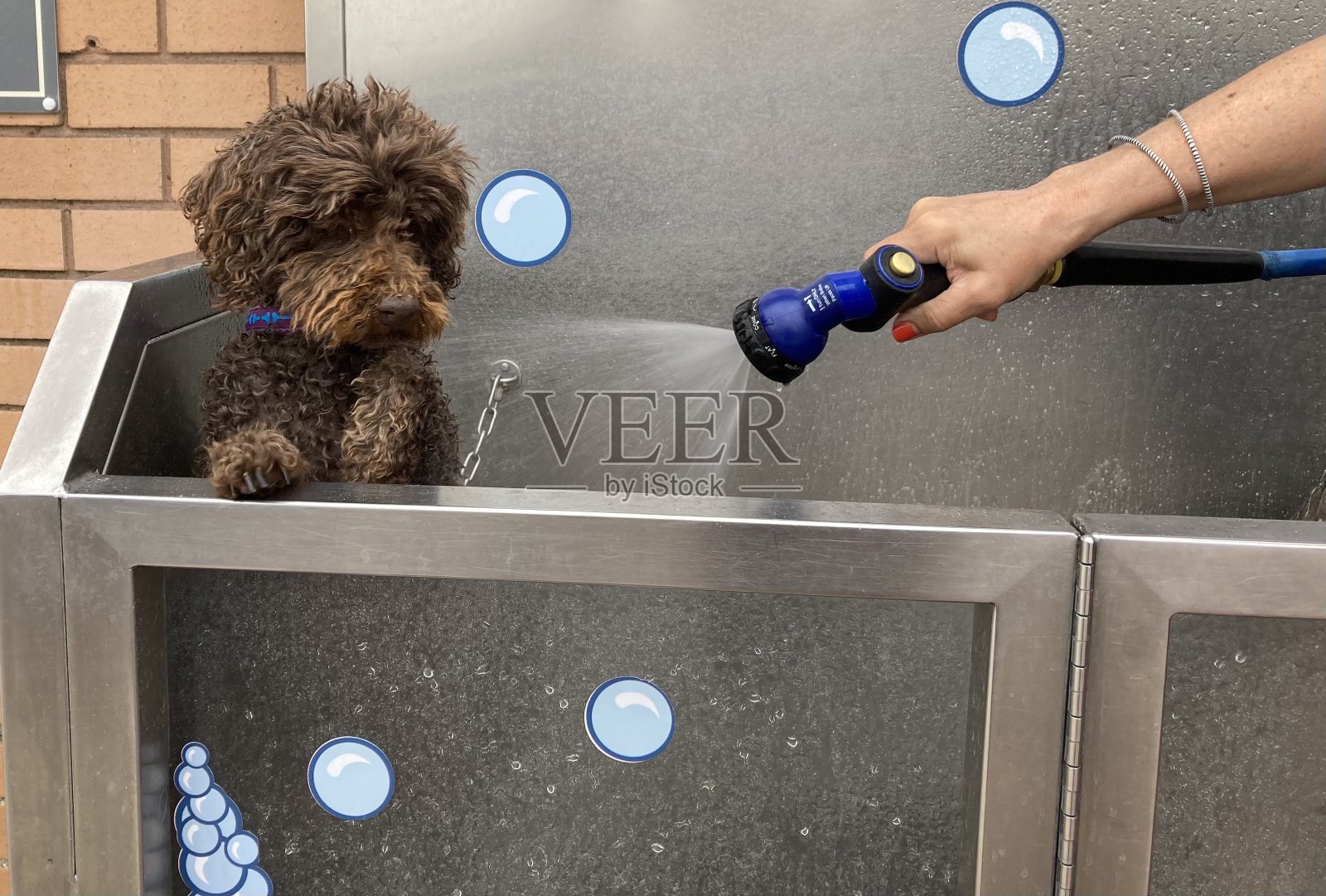 热狗照片摄影图片