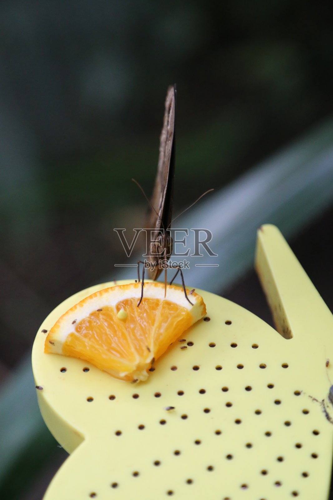 蝴蝶特写照片摄影图片