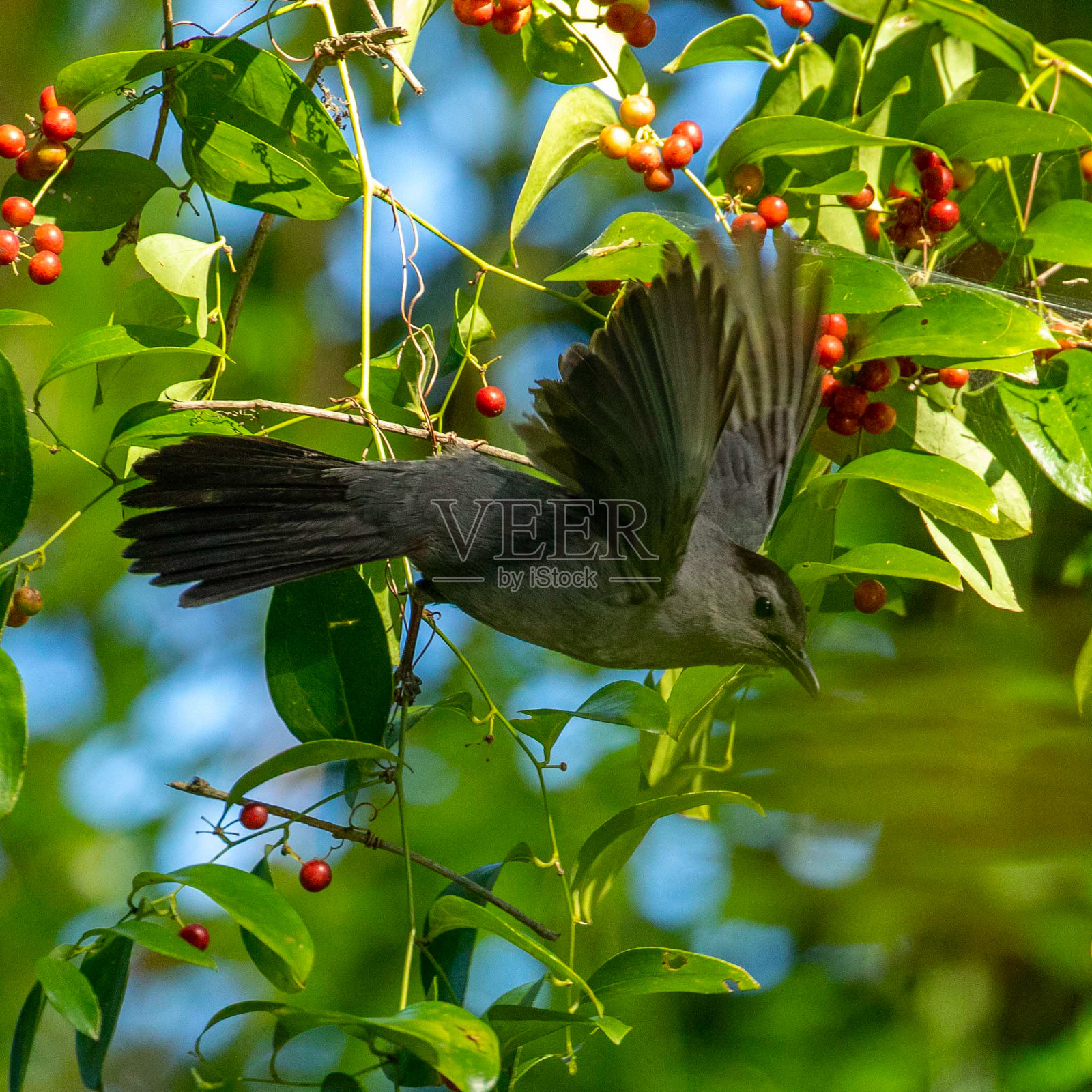 灰猫鸟唱歌和吃照片摄影图片