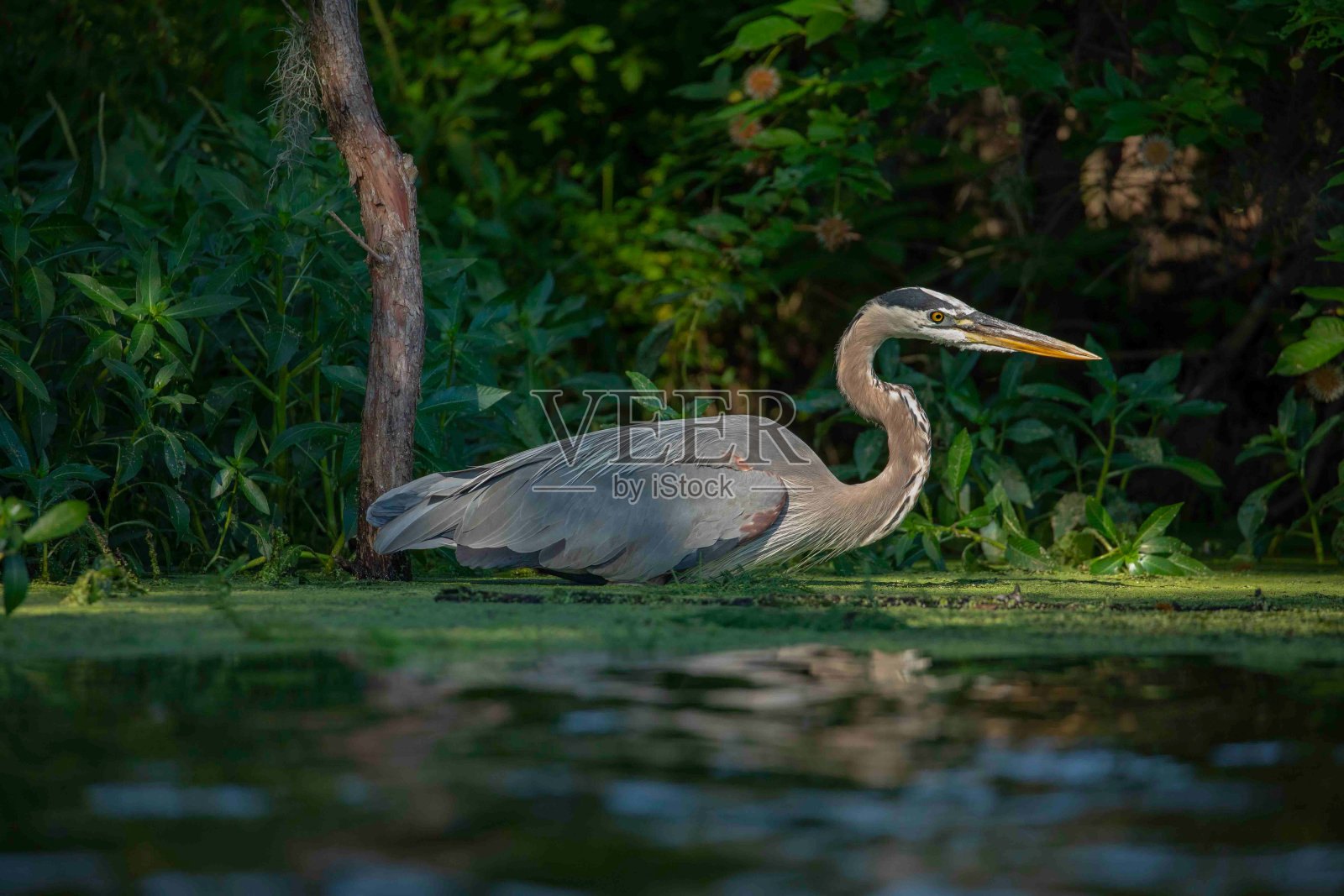 大蓝鹭涉水沼泽照片摄影图片