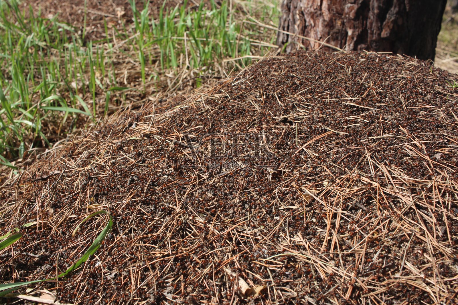 大型蚁丘有白蚁，昆虫在自然界中会被蚂蚁咬伤照片摄影图片