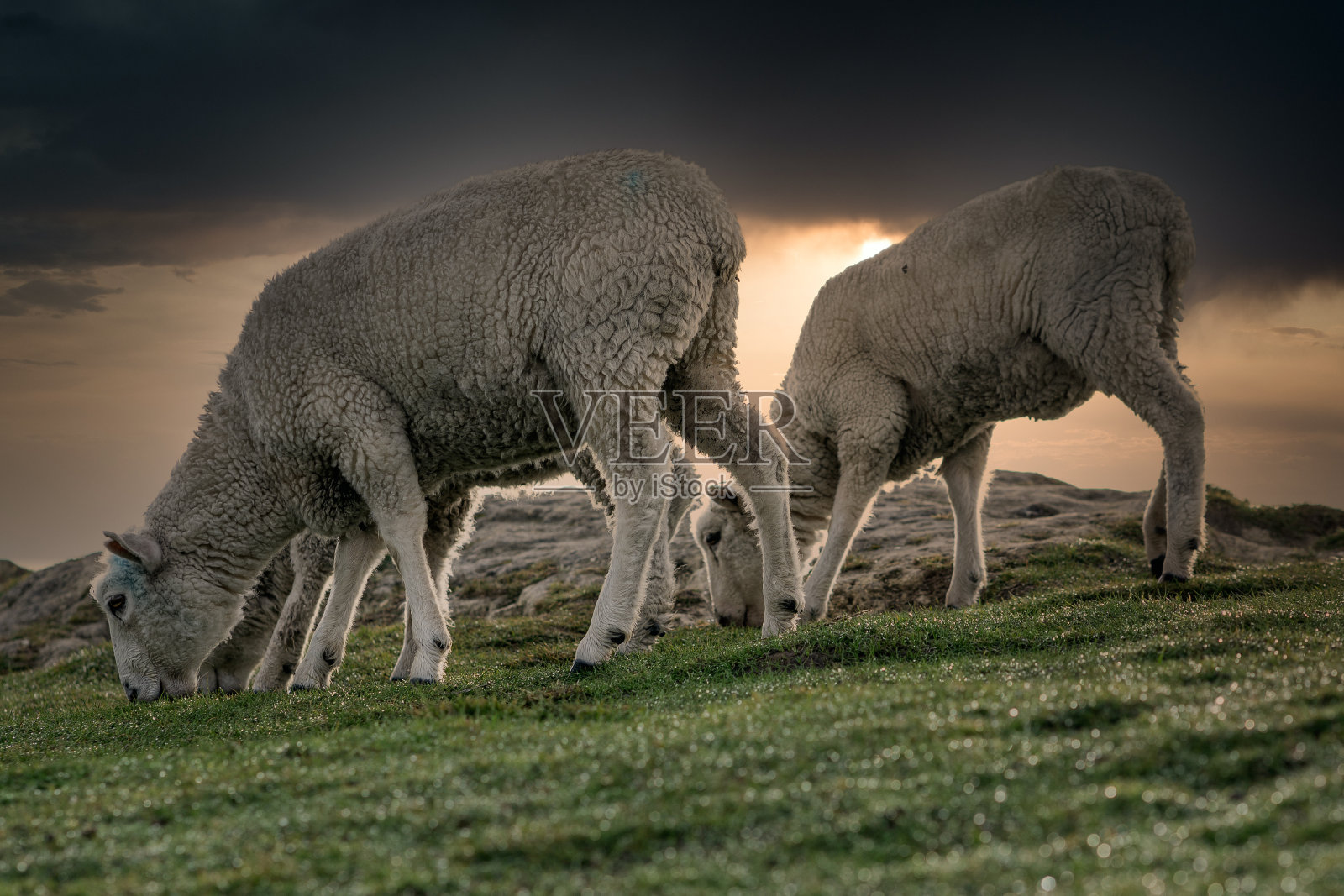 绵羊在多云的早晨吃新鲜的草照片摄影图片