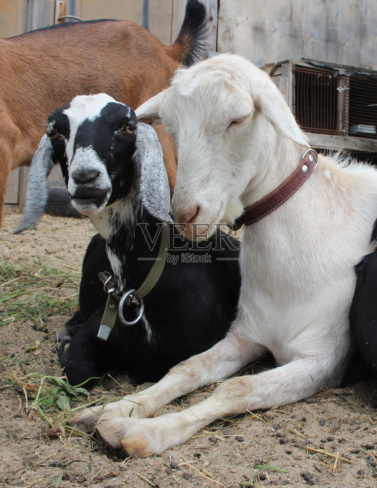 动物山羊睡在农场一起休息照片摄影图片