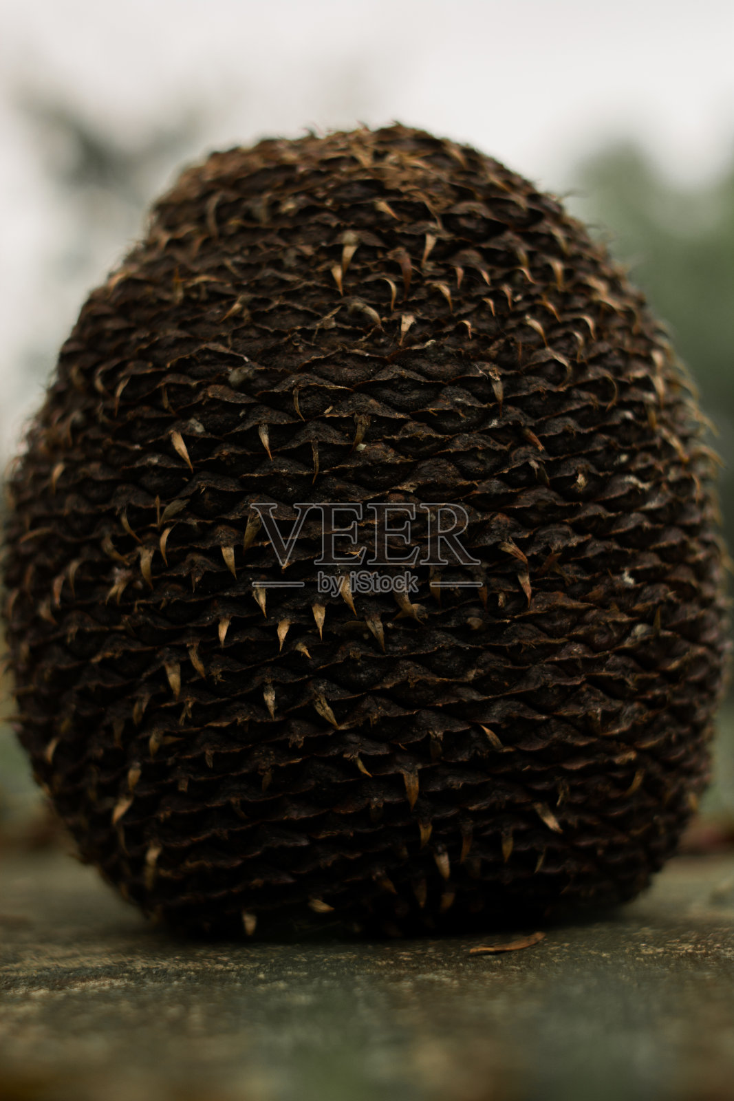 Pinhão是巴西南部一种典型的南洋杉的种子。冷种子，冬天可以买到。照片摄影图片