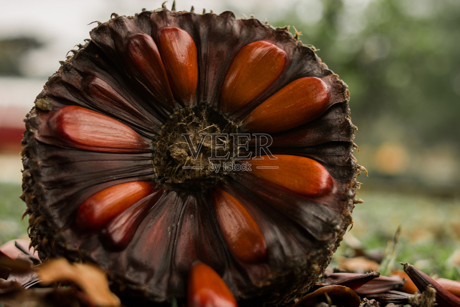 Pinhão是巴西南部一种典型的南洋杉的种子。冷种子，冬天可以买到。照片摄影图片