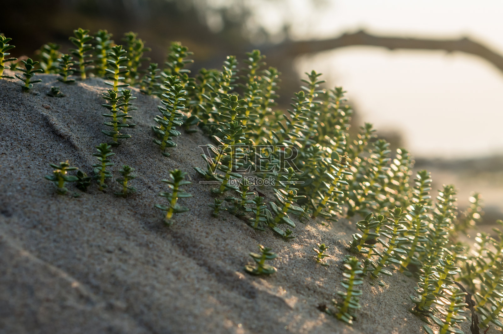 海沙上的嫩芽。波罗的海的海芥菜。库尔尼沙口的植物。照片摄影图片