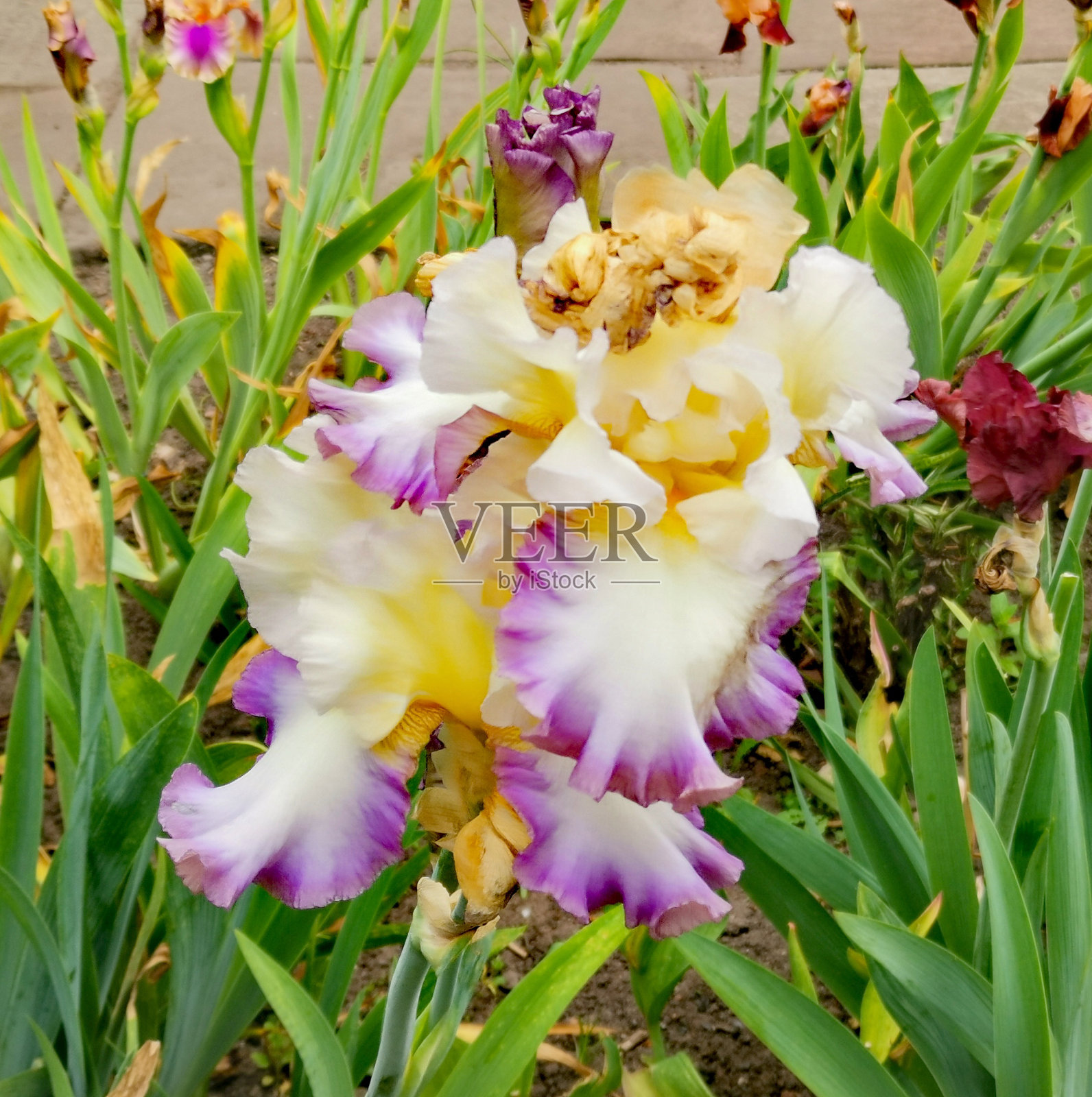 美丽的鸢尾花在不寻常的颜色淡紫色和奶油照片摄影图片