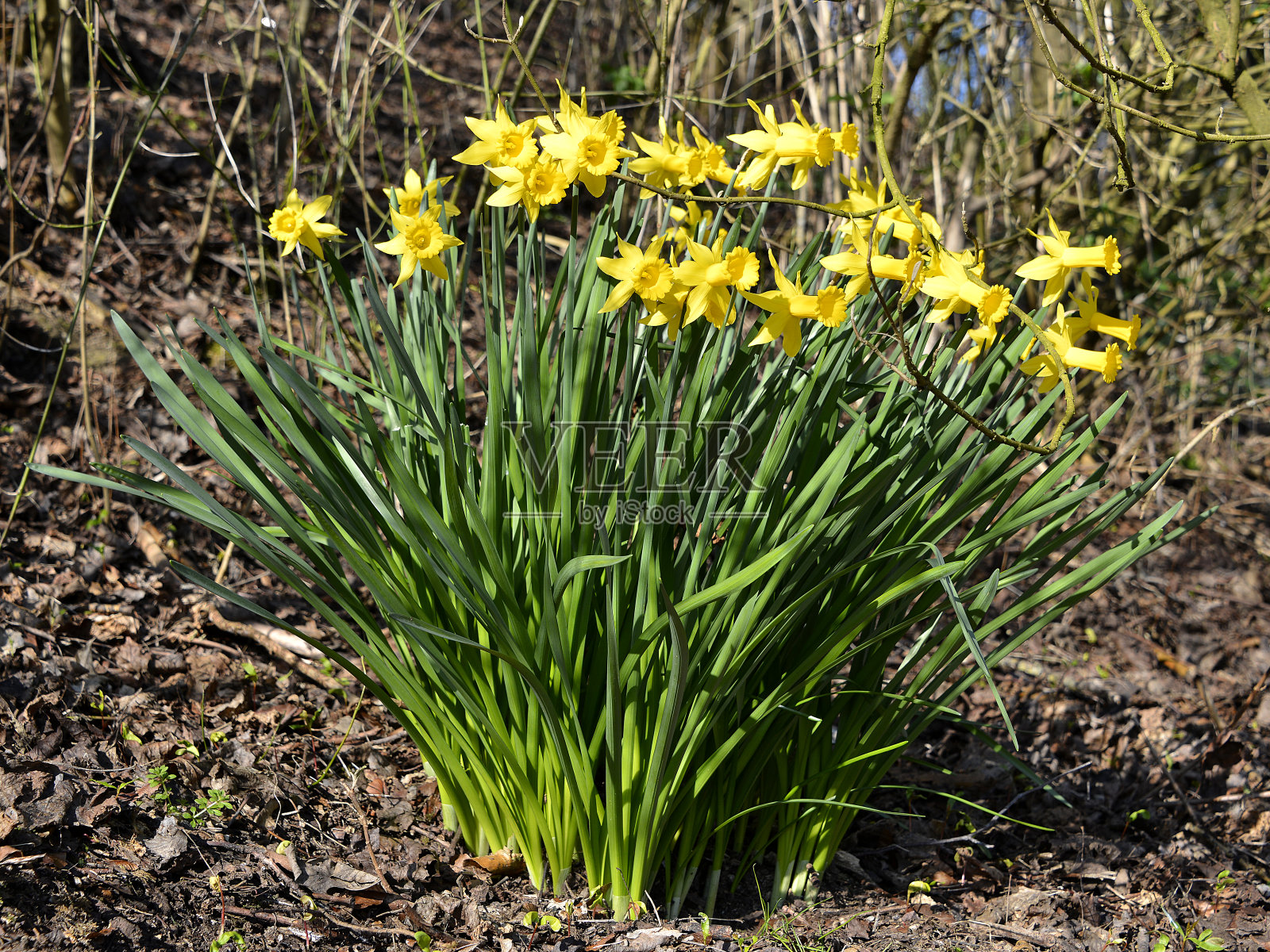 黄色水仙花的花坛照片摄影图片