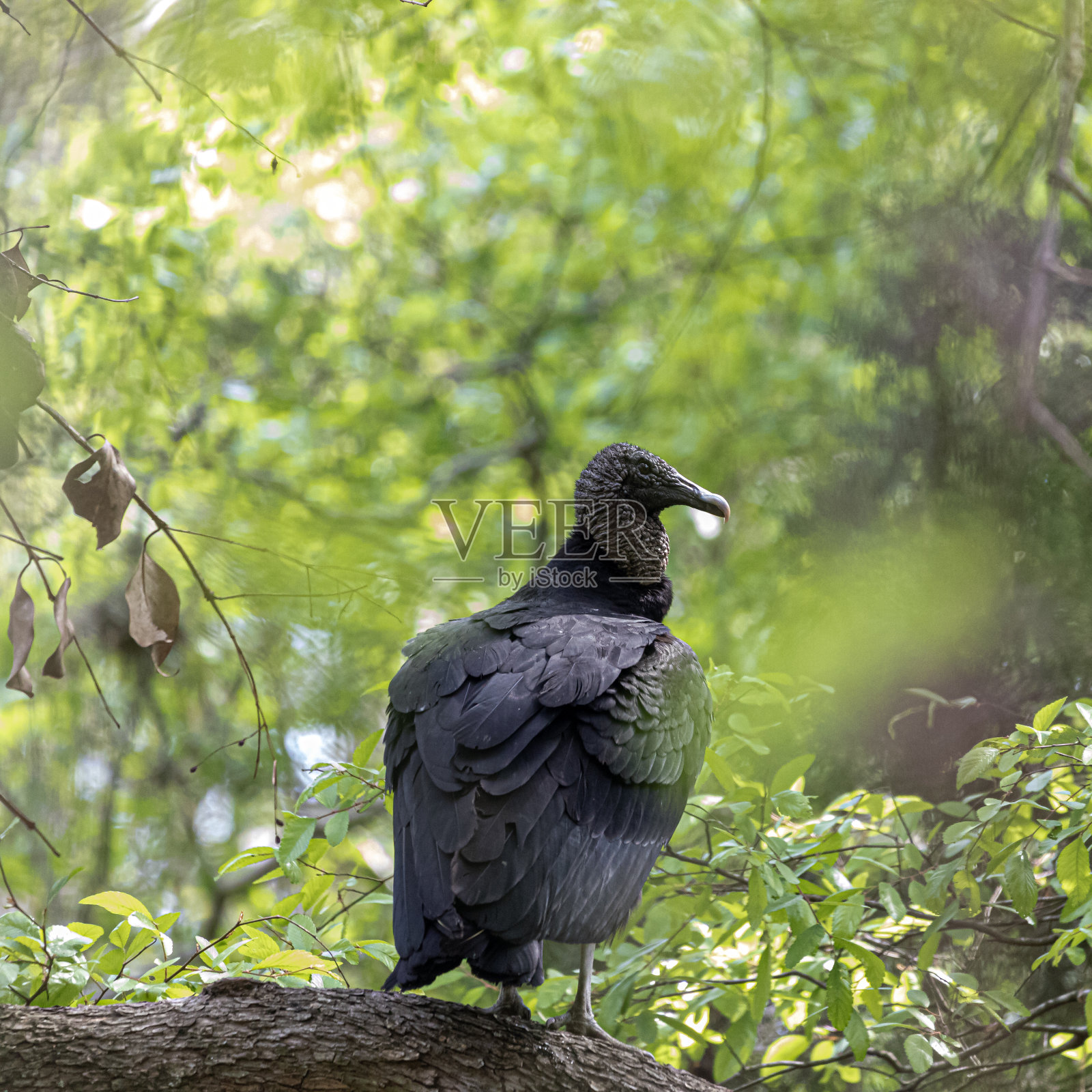 土耳其秃鹫栖息在一棵树上照片摄影图片