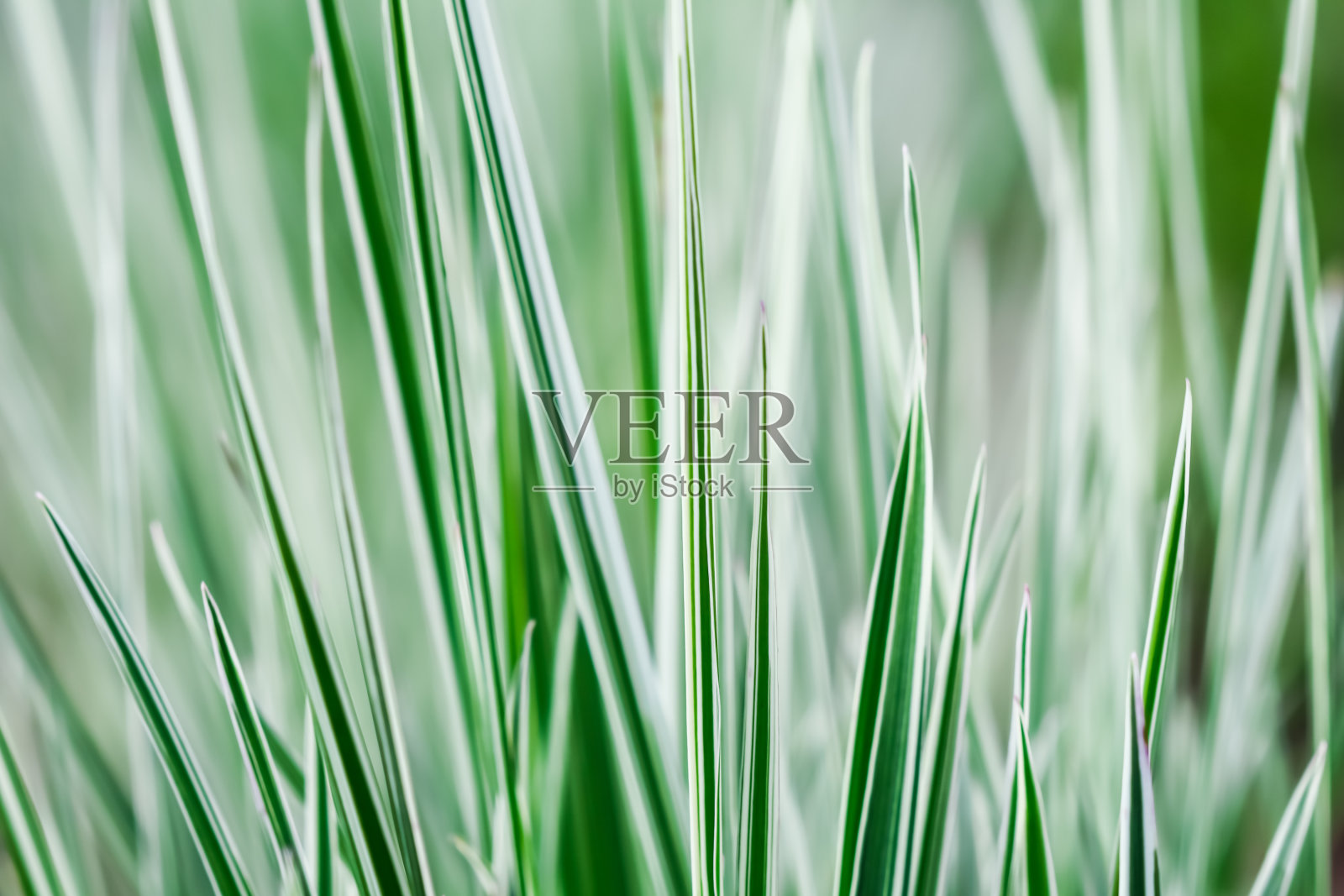 装饰绿色和白色的草。斑蝥。自然背景。照片摄影图片