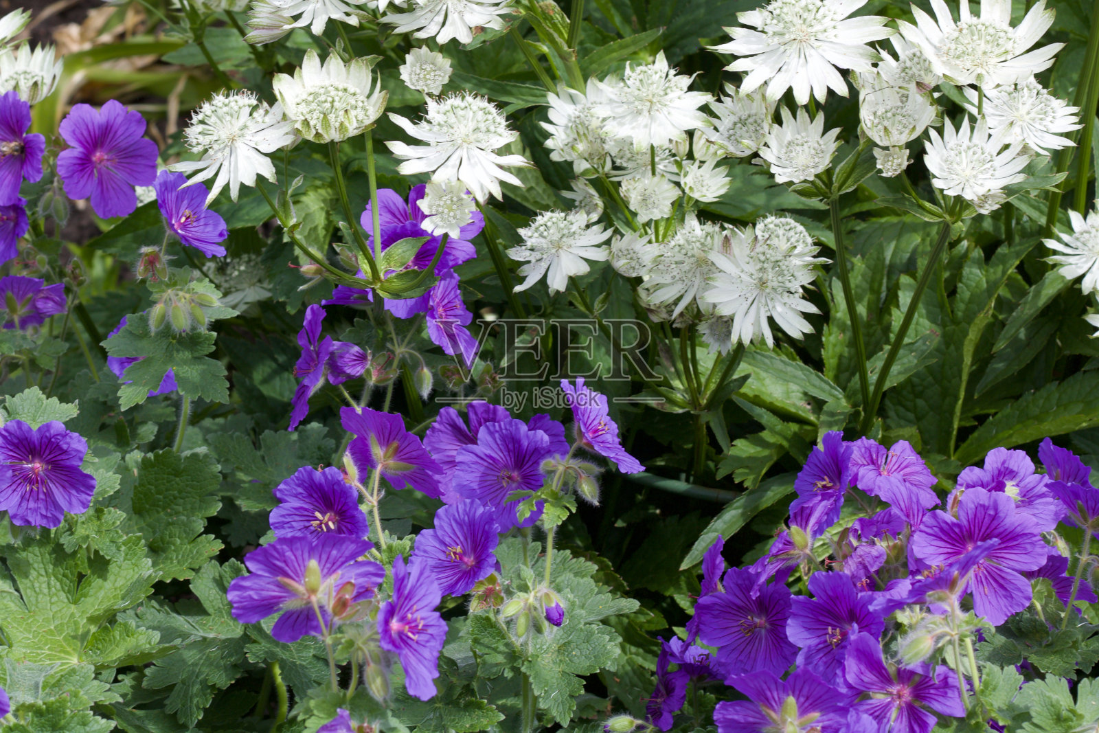 全框图像的夏季花显示紫色天竺葵和白色雏菊照片摄影图片