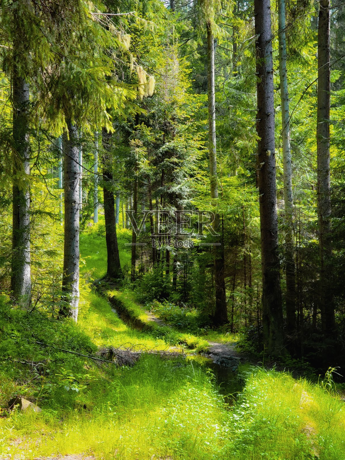 早晨阳光明媚的针叶林照片摄影图片