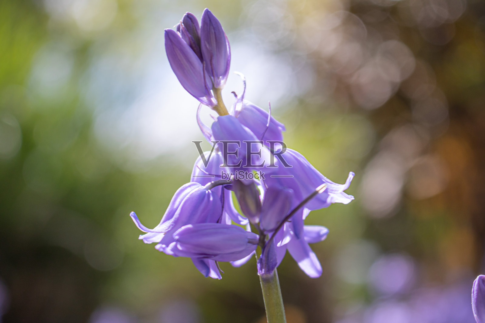 爱情花盛开照片摄影图片