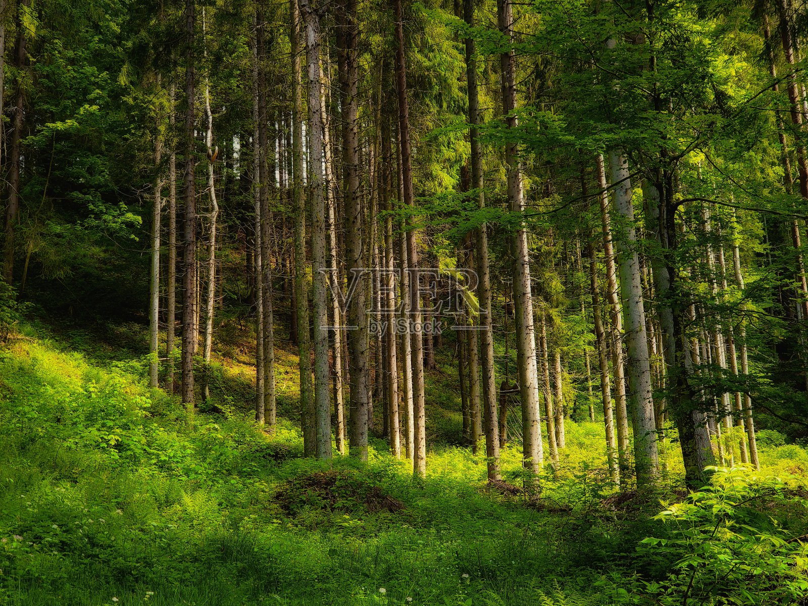 早晨阳光明媚的针叶林照片摄影图片