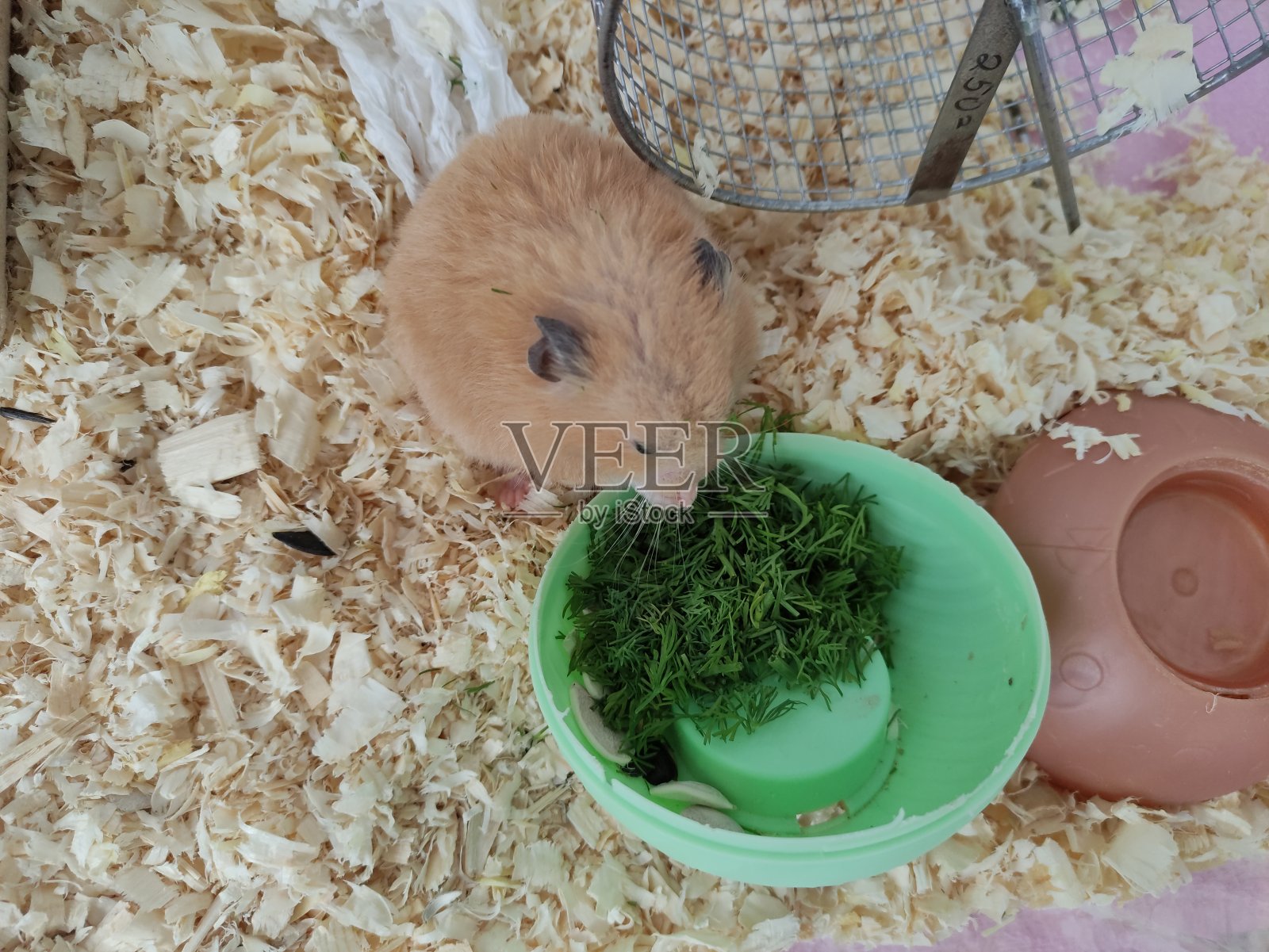 叙利亚仓鼠吃绿色的莳萝照片摄影图片