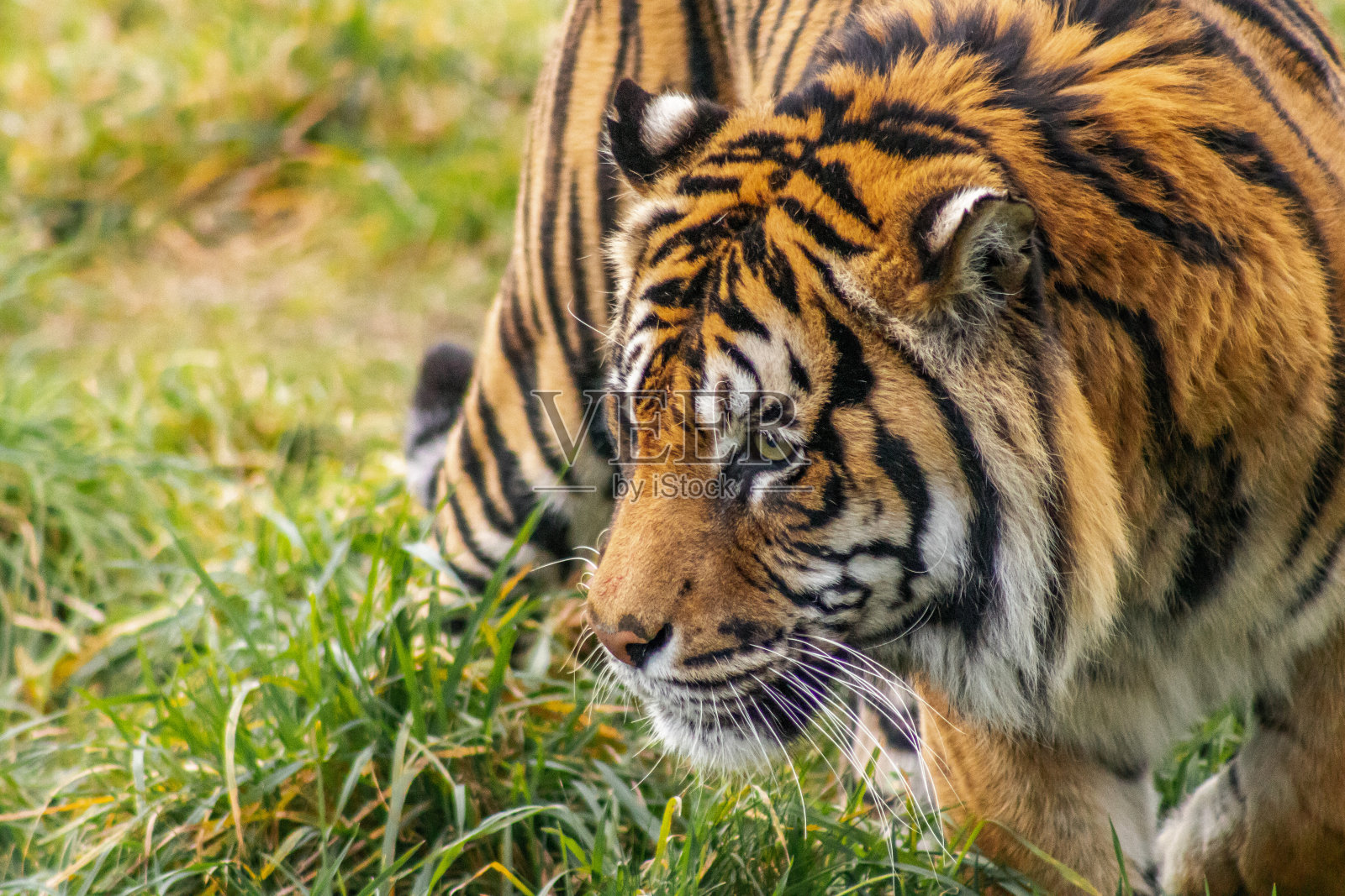 老虎照片摄影图片