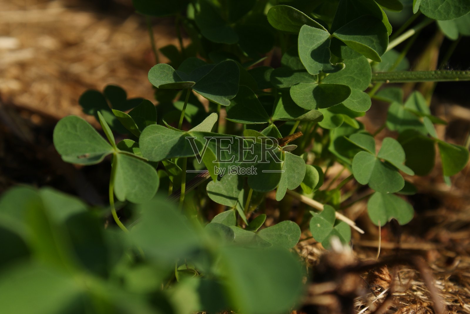 三叶草在稻草上荫凉照片摄影图片