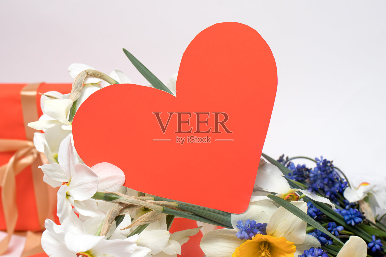 美丽的贺卡心，水仙花。照片摄影图片