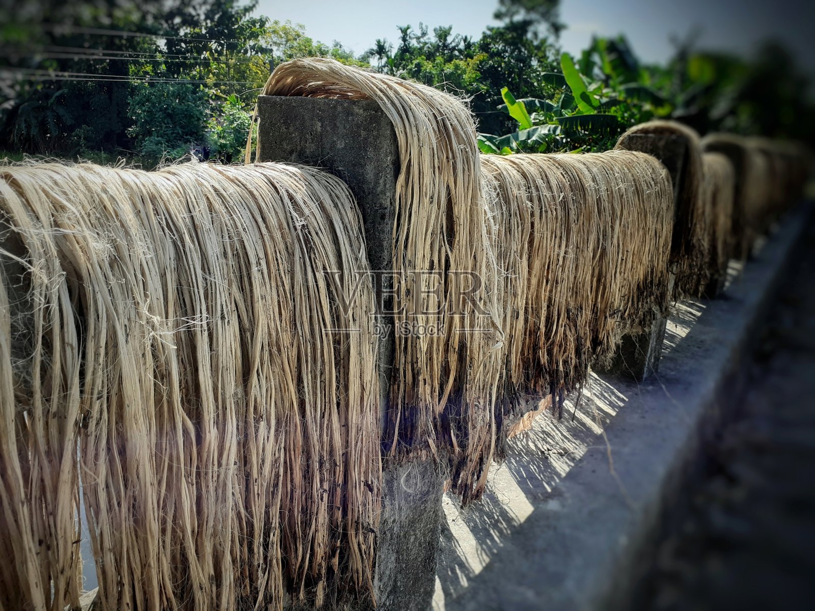原黄麻纤维挂晒照片摄影图片