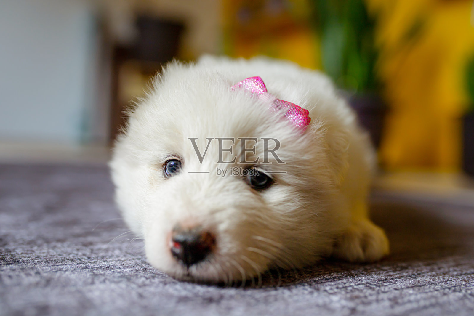 一个萨摩耶人的头的特写照片摄影图片