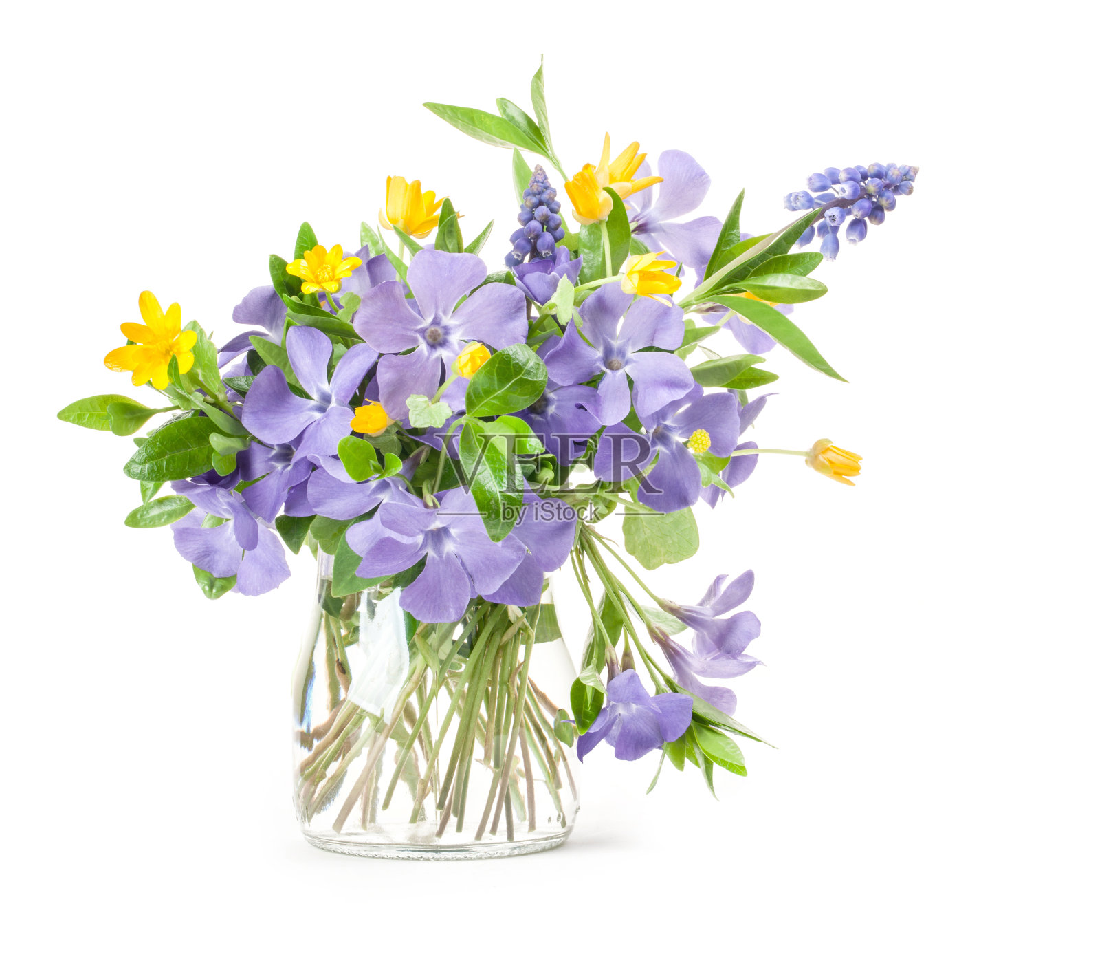 春天的花长春花在玻璃花瓶孤立的白色照片摄影图片