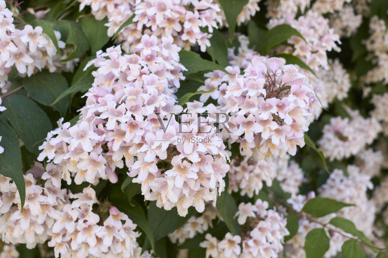 桔梗花盛开照片摄影图片