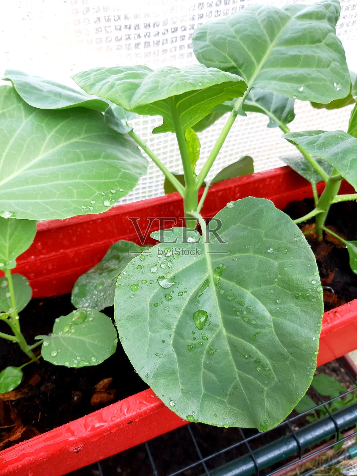 菜园子里的芥蓝。新鲜绿色有机芥蓝蔬菜种植在农场，为健康或天然的食品配料概念。照片摄影图片