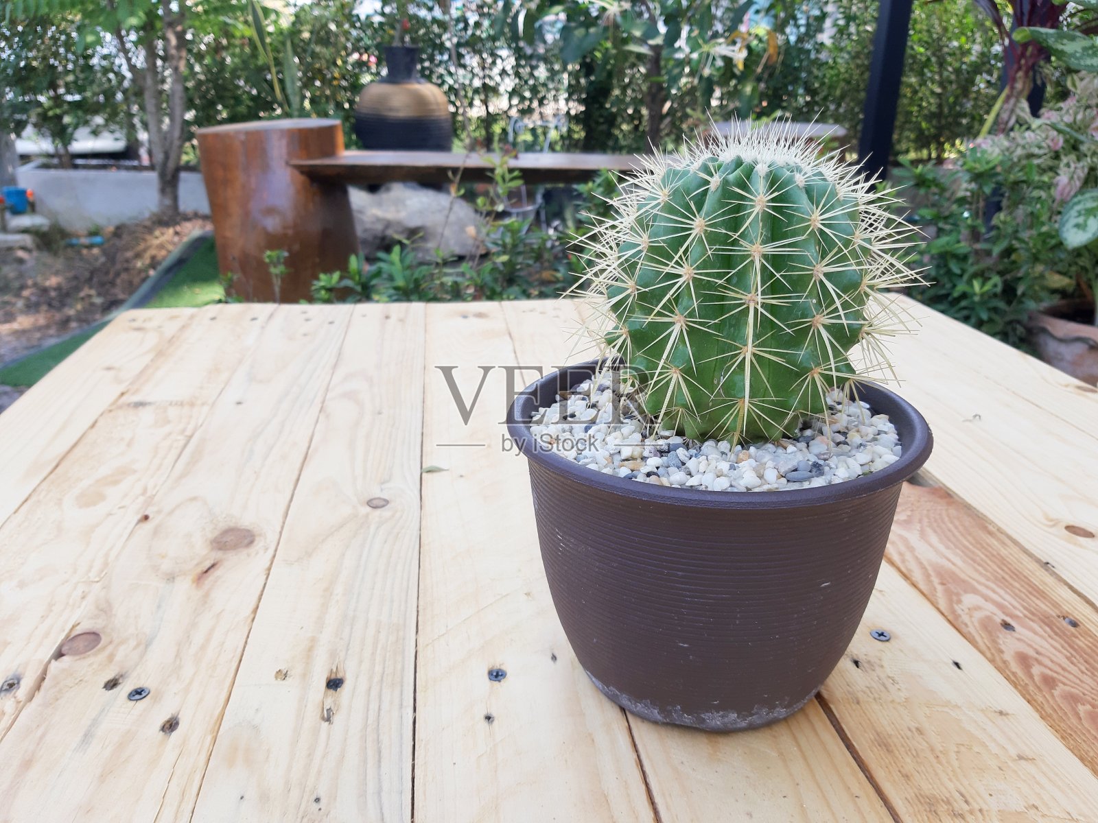 花盆中的仙人掌花。极简的创意风格。仙人掌纹理背景刺。照片摄影图片