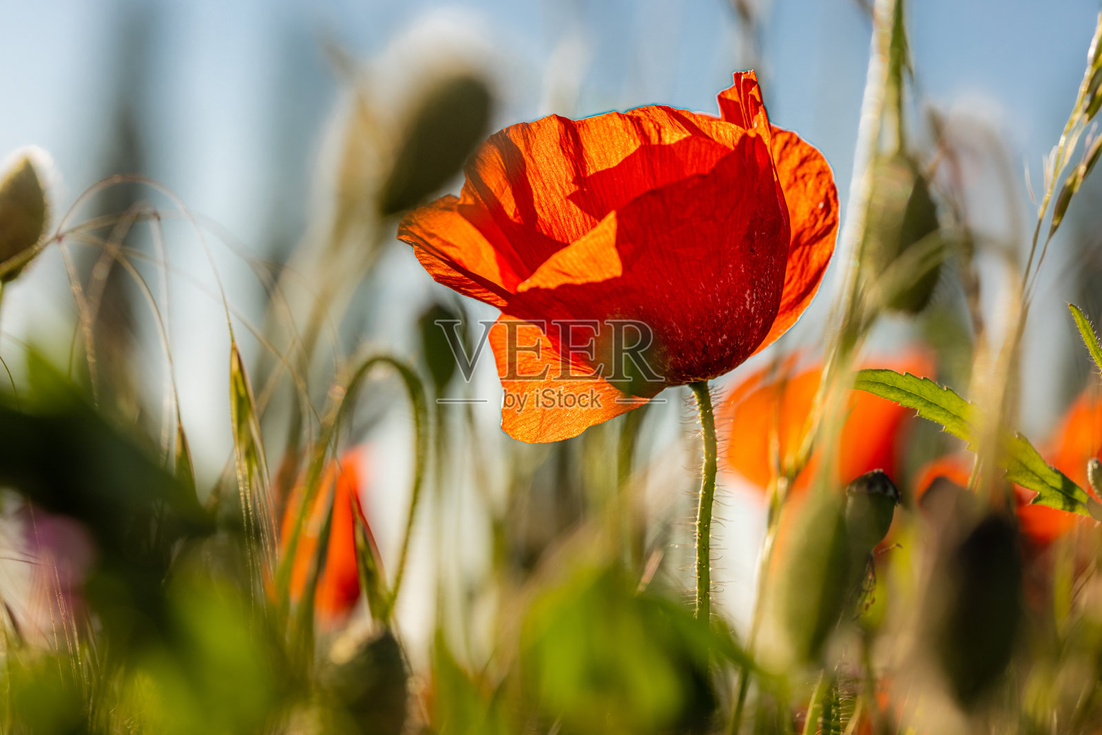 抽象的背景与红色罂粟花与绿色茂盛的植被和叶子照片摄影图片