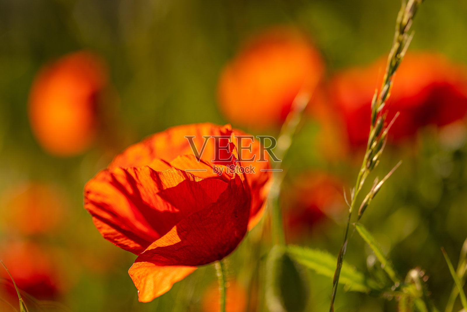 抽象的背景与红色罂粟花与绿色茂盛的植被和叶子照片摄影图片