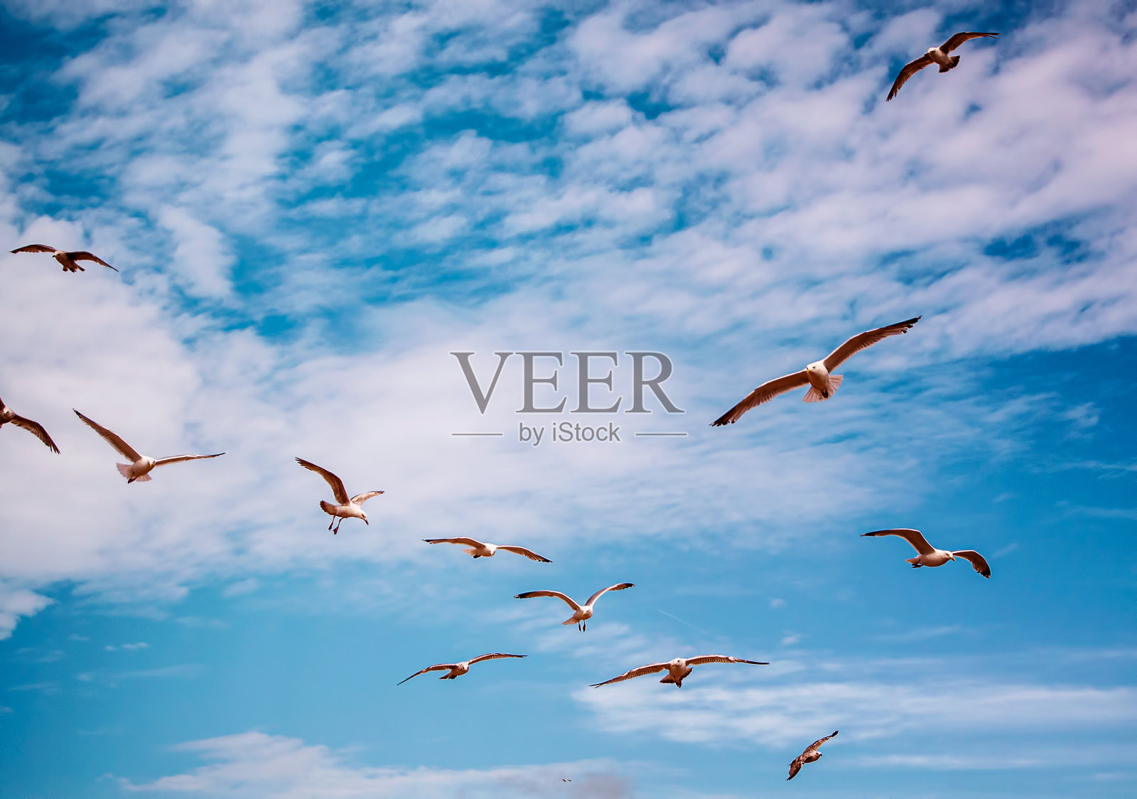 群海鸥照片摄影图片