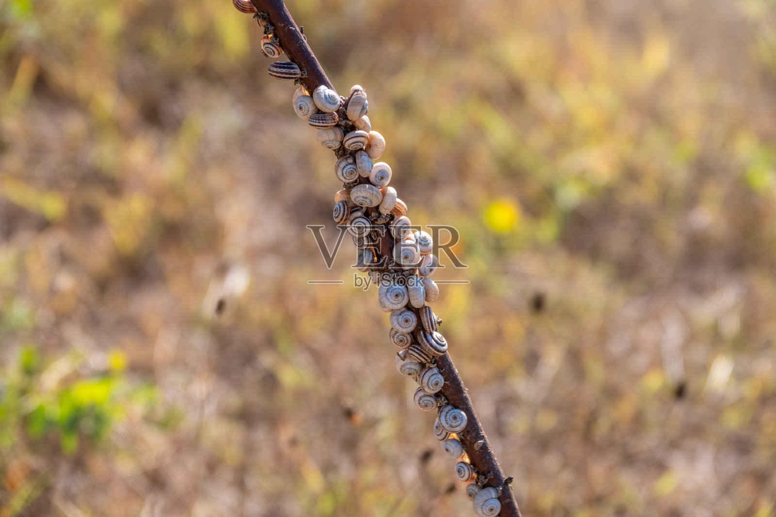 许多蜗牛坐在树枝上。照片摄影图片