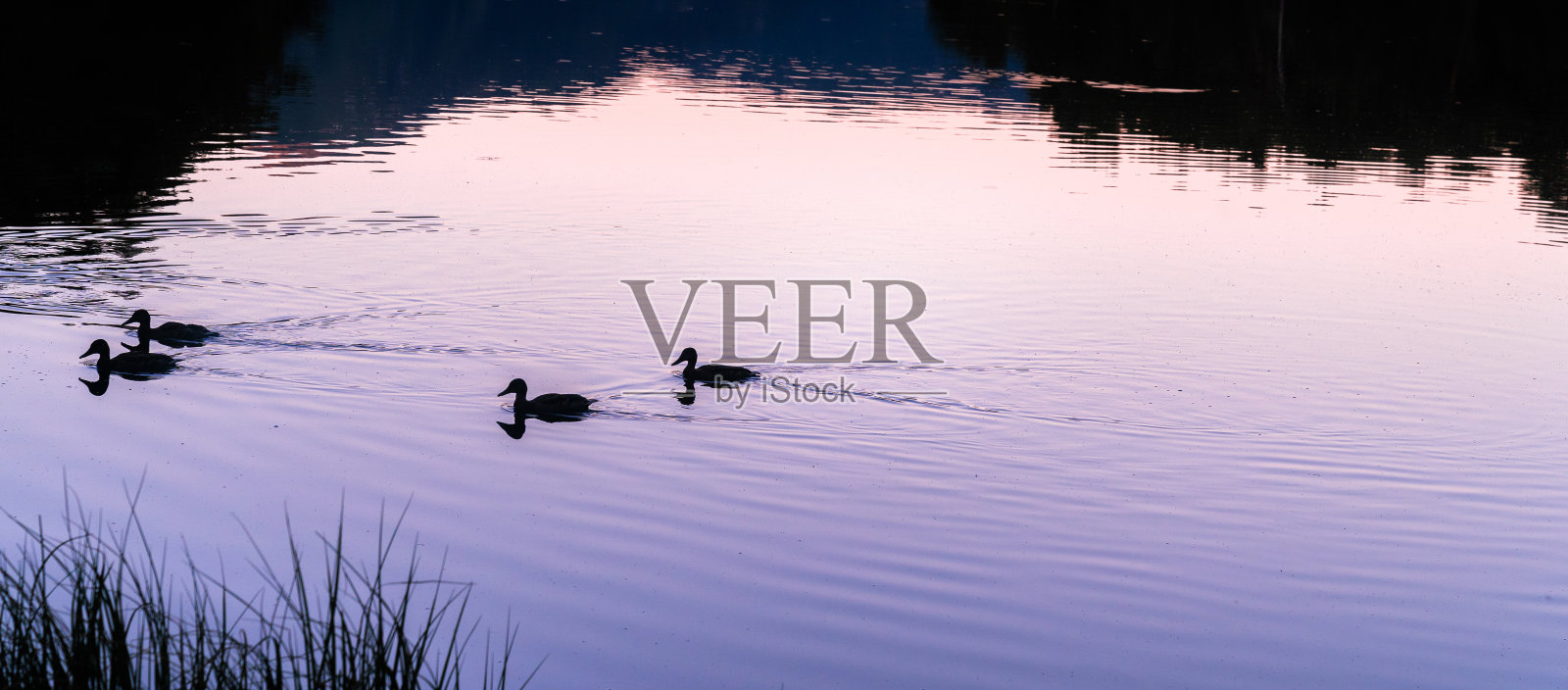 一些鸭子的剪影在一个美丽的日出或日落在一个高山湖。假期，夏天，放松和脱离自然的概念。荒野。照片摄影图片