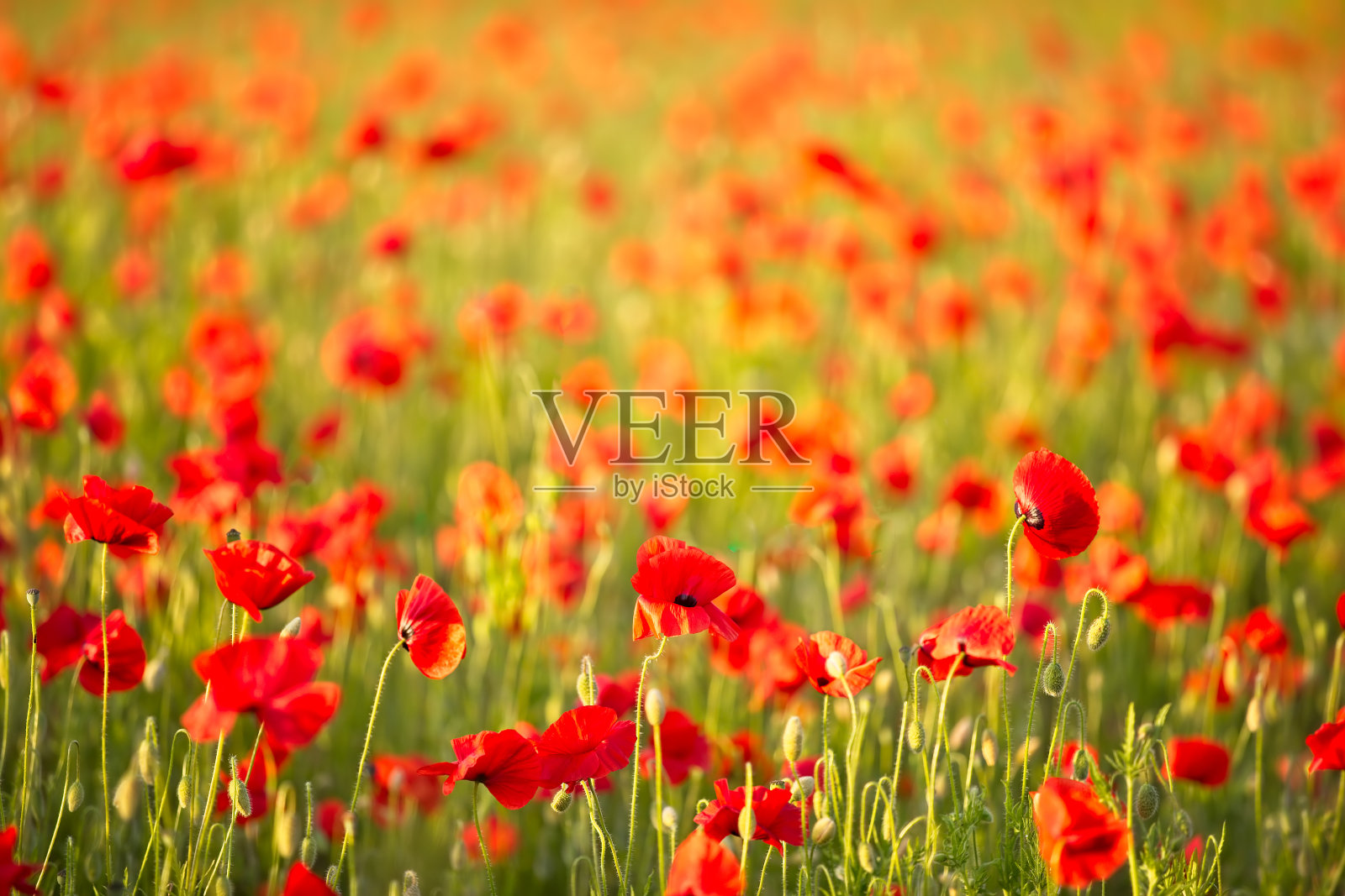 罂粟花盛开照片摄影图片