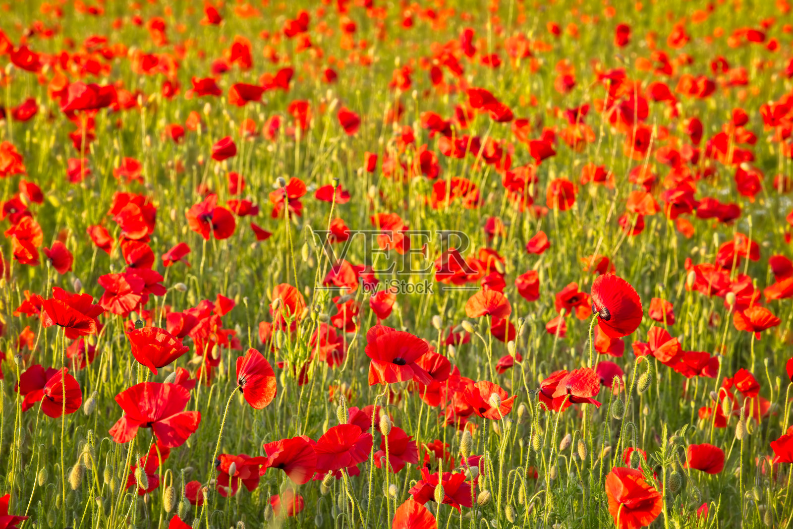 罂粟花盛开照片摄影图片