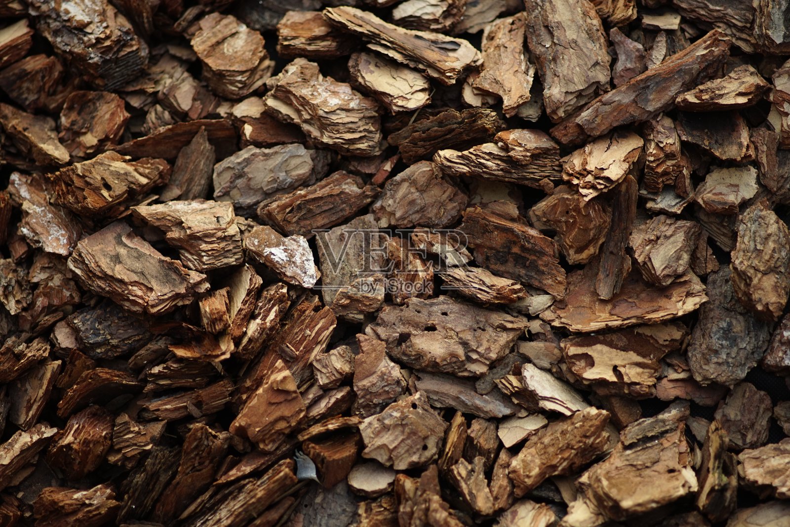 松树木片背景园林设计照片摄影图片