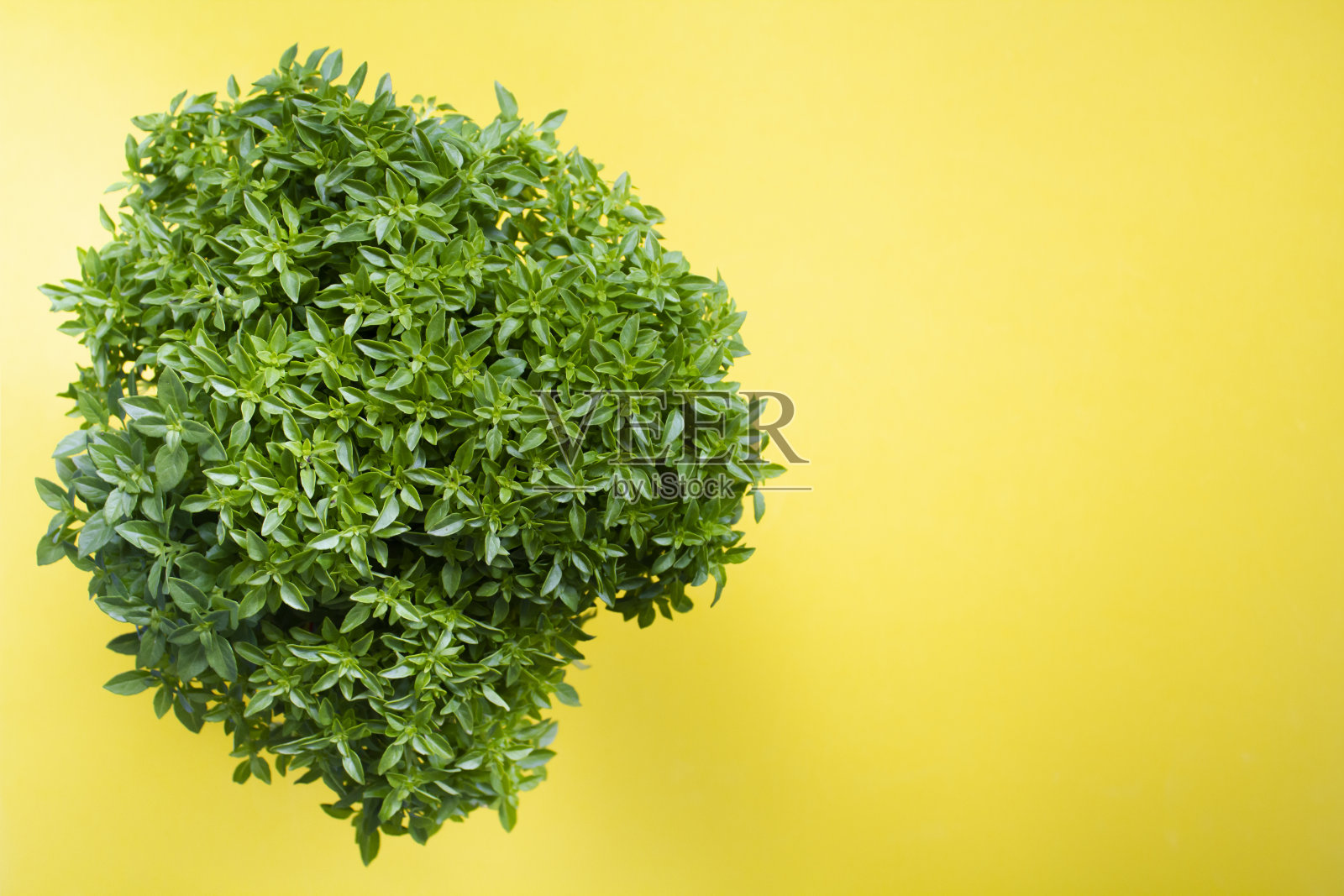俯视图葡萄牙曼陀罗植物在黄色背景与拷贝空间照片摄影图片