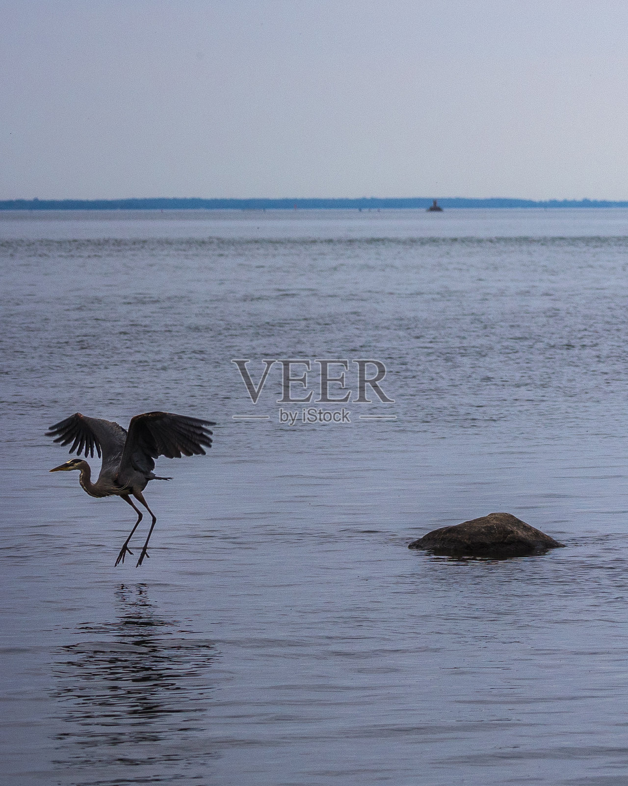 鹭照片摄影图片