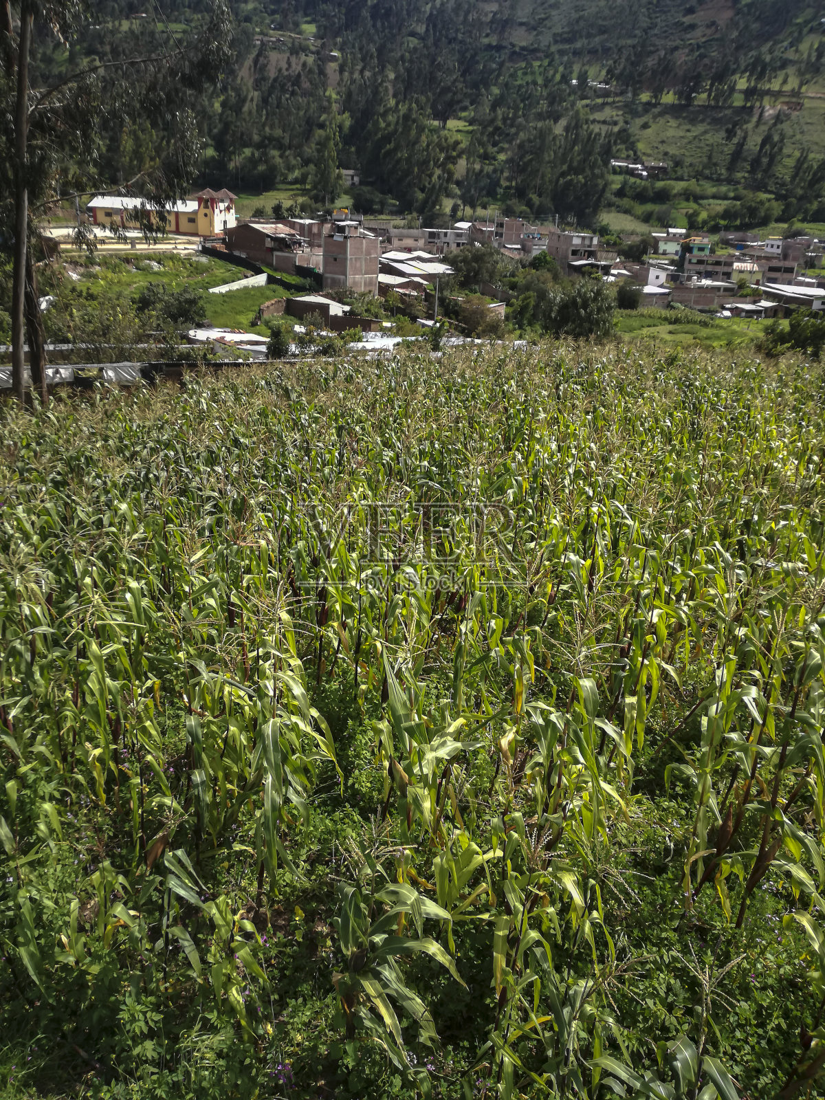 在秘鲁的Andahuaylas talavera，全景图底部是一个种植玉米的山谷照片摄影图片