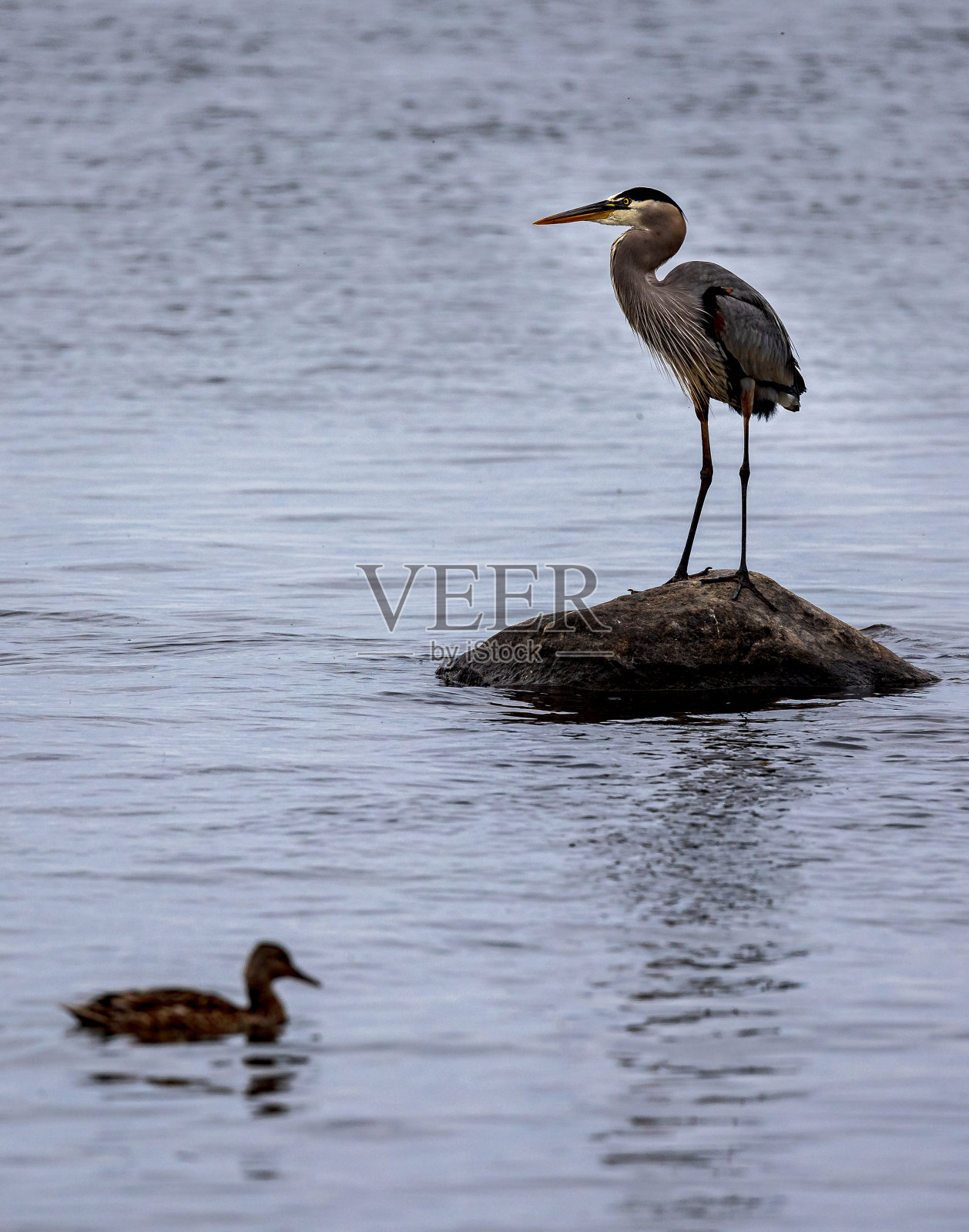 鹭照片摄影图片