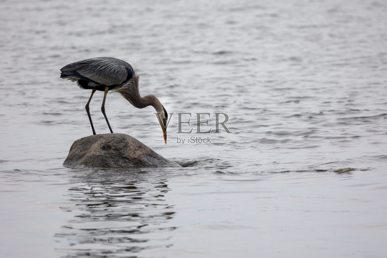 鹭照片摄影图片