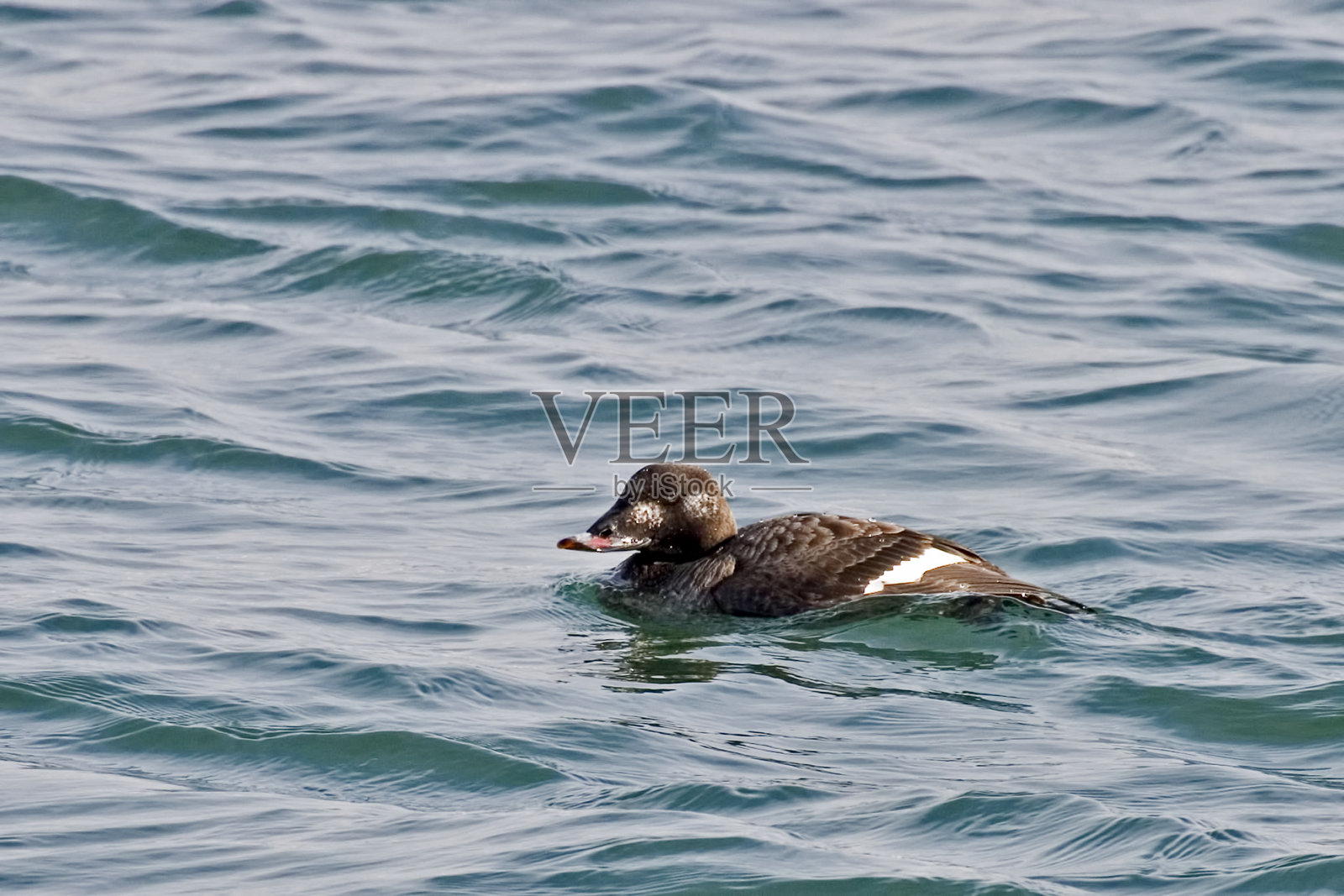 雌性白翼斯考特，梅兰妮塔·迪格兰迪，在水面上休息照片摄影图片