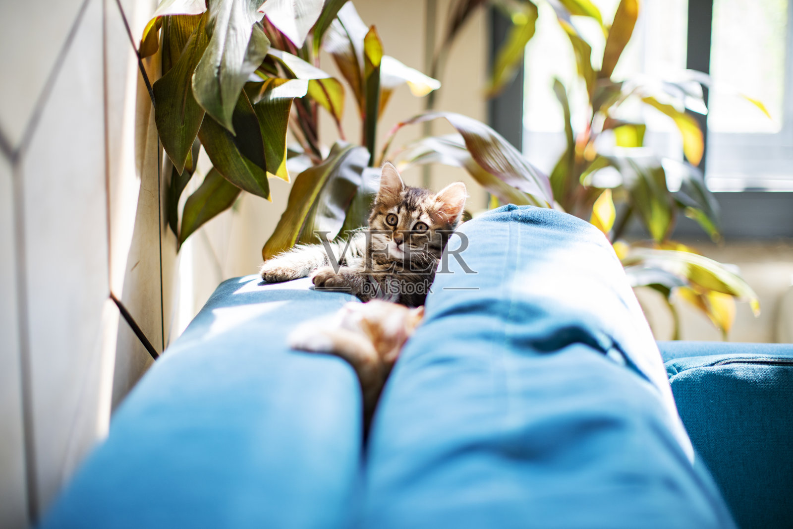 两只小猫在家里玩照片摄影图片