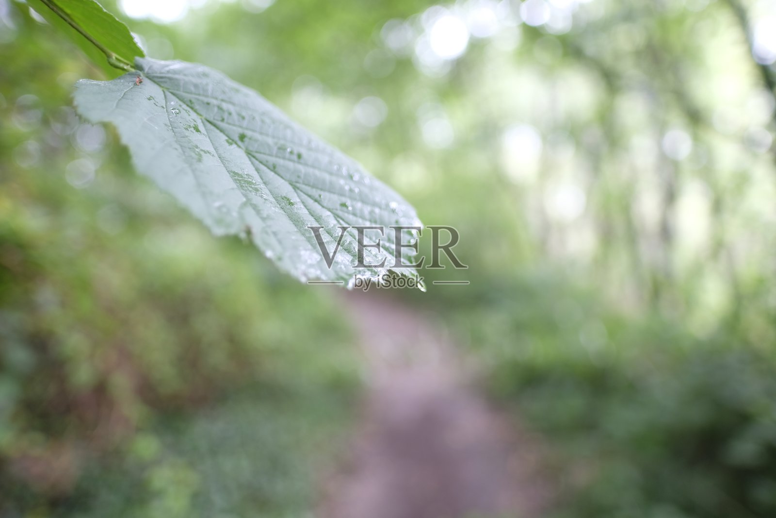 绿色的树叶照片摄影图片