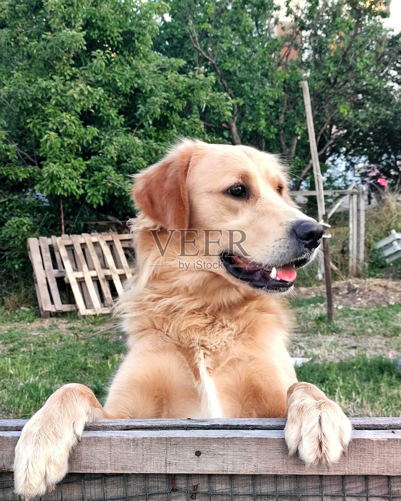 金毛猎犬照片摄影图片