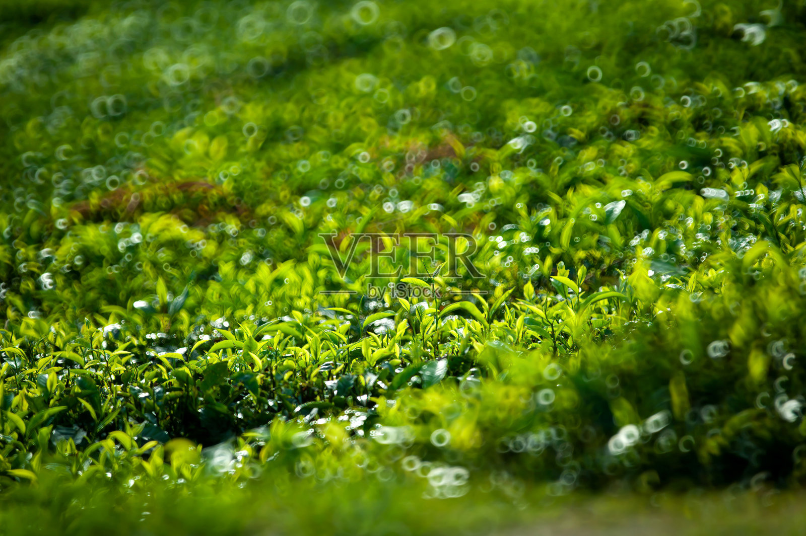 阳光明媚的绿茶种植园照片摄影图片