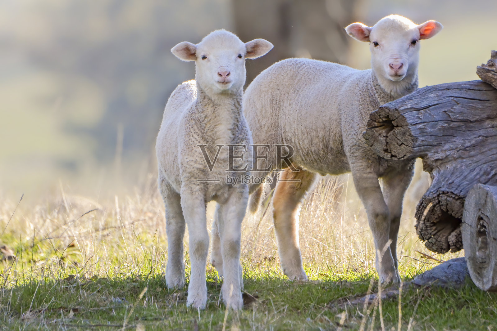 绵羊宝宝特写照片摄影图片