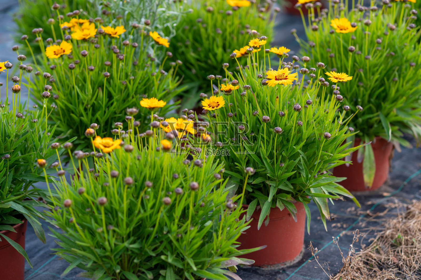 温室内的花盆照片摄影图片