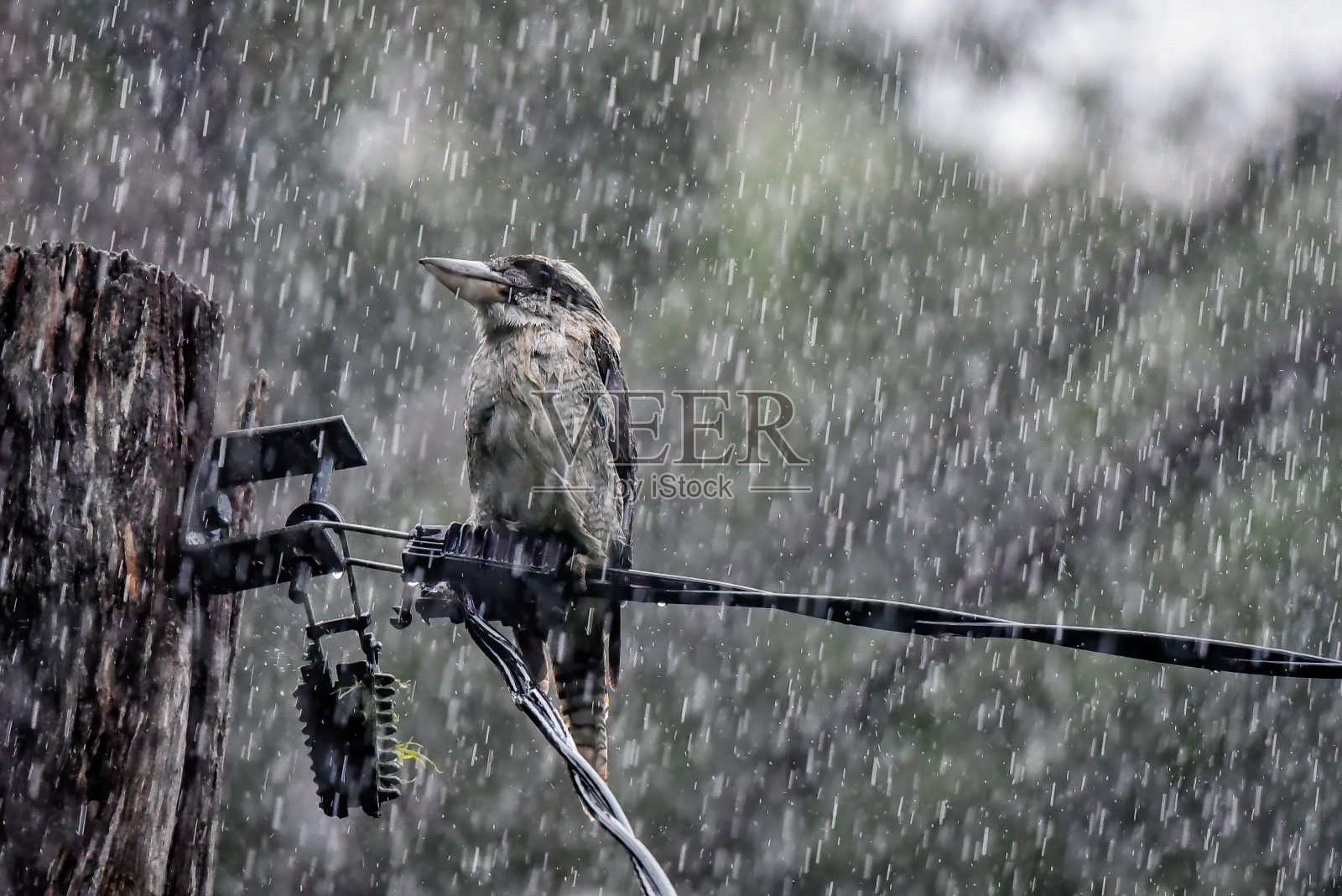 笑翠鸟 (Dacelo novaeguineae)照片摄影图片